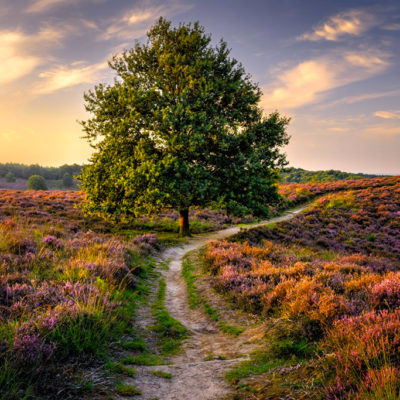 Detox et Jeûne dans les landes