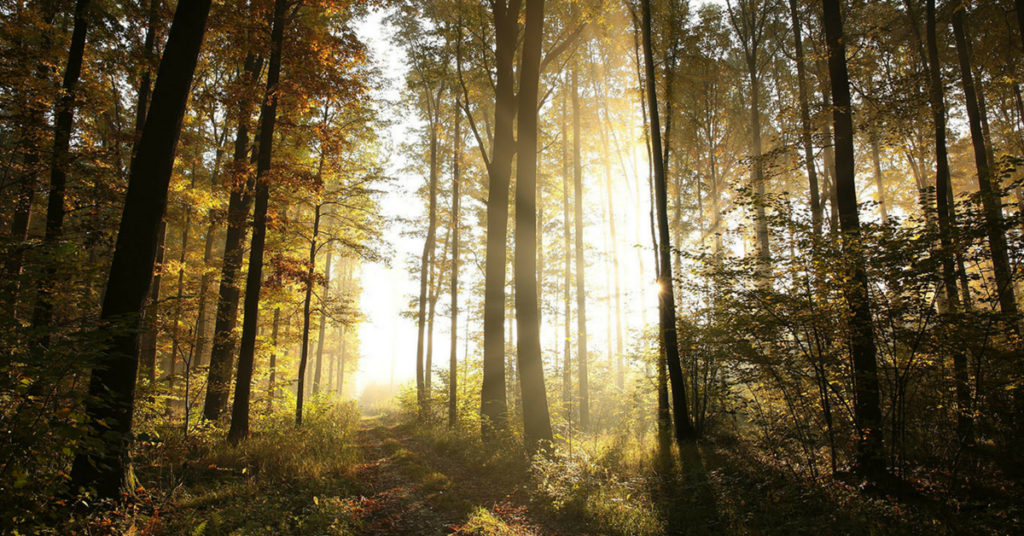 Bien être et détente dans les Landes