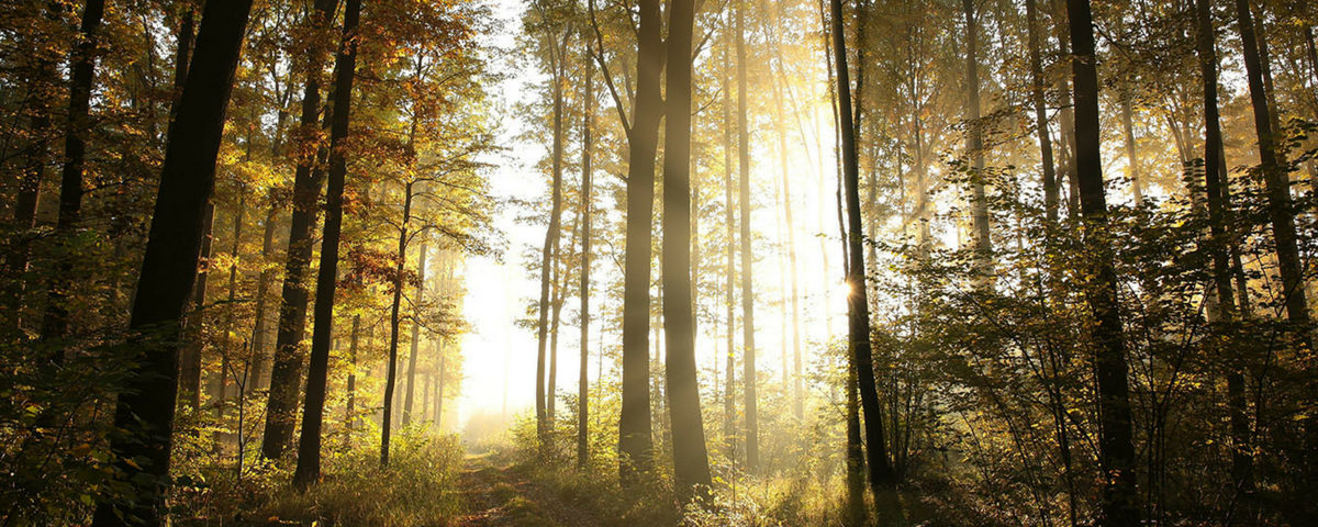 Bien être et détente dans les Landes