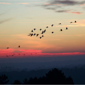 Les grues cendrées dans les Landes