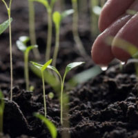 permaculture permaculture