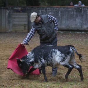 La ganaderia dans les Landes pour team building et séminaire