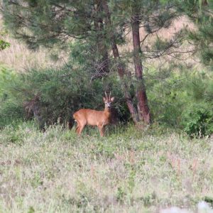 Admirez les animaux de la canopée